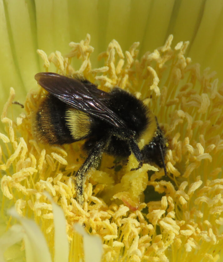 Reflections in Nature Despite temperature, bumblebees will still be